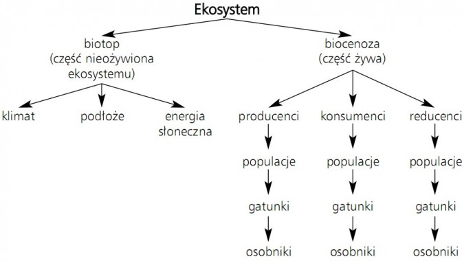 Schemat ekosystemu